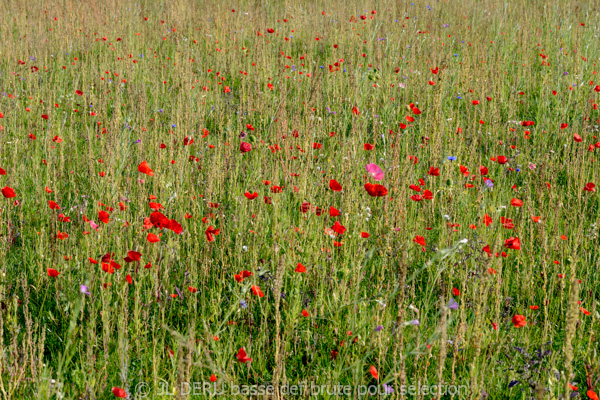 paysage
coquelicots